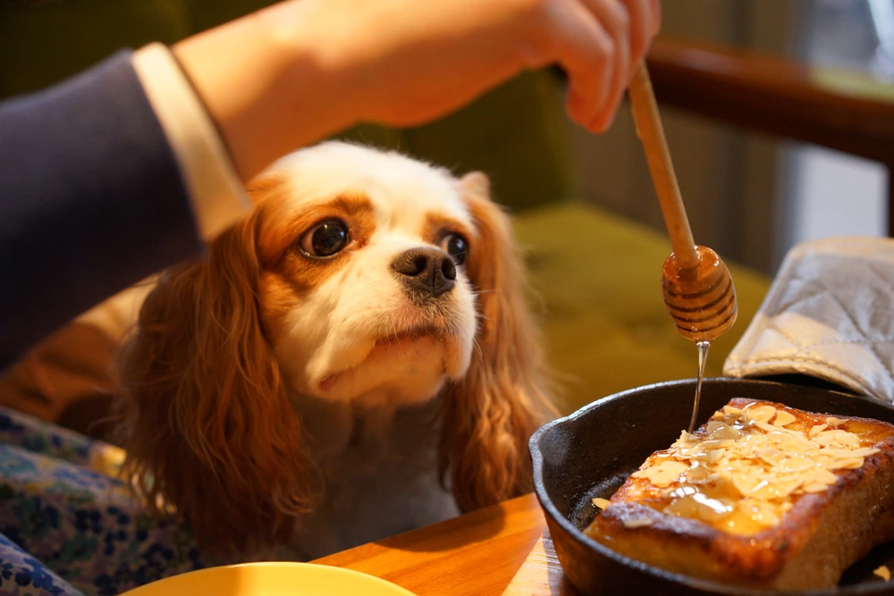 benefits of honey for dogs benefits of honey for dogs
