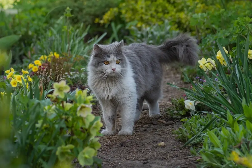 how to grow cat grass