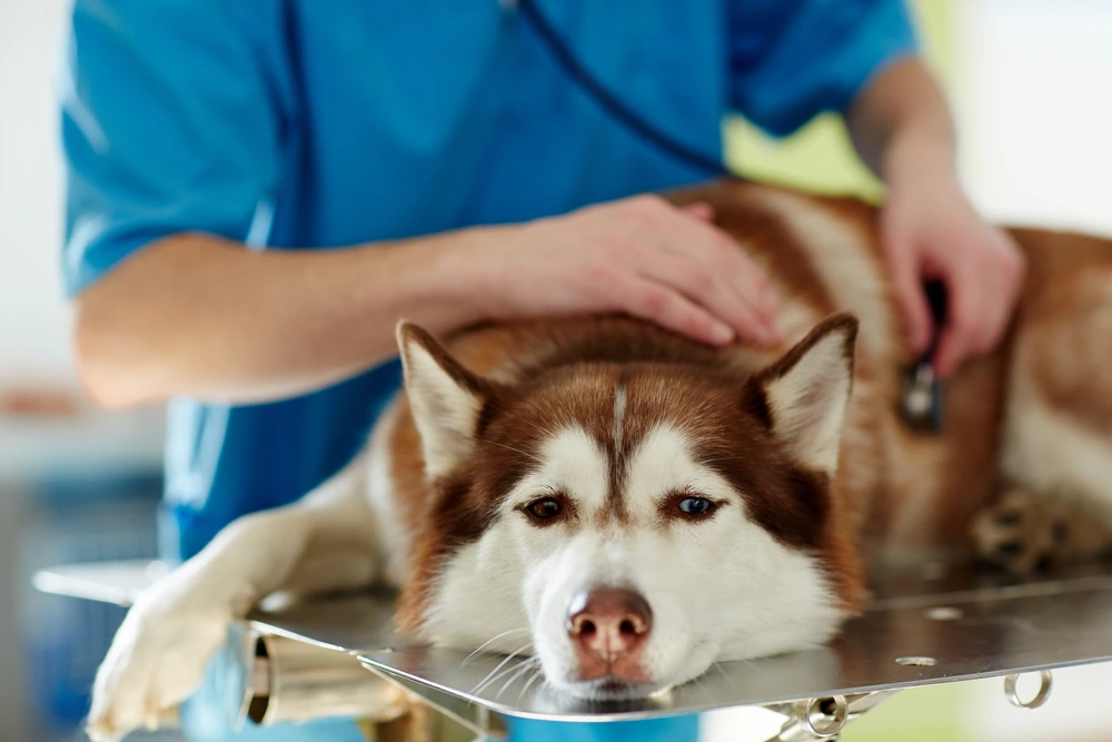 how to treat smegma in dogs how to treat smegma in dogs