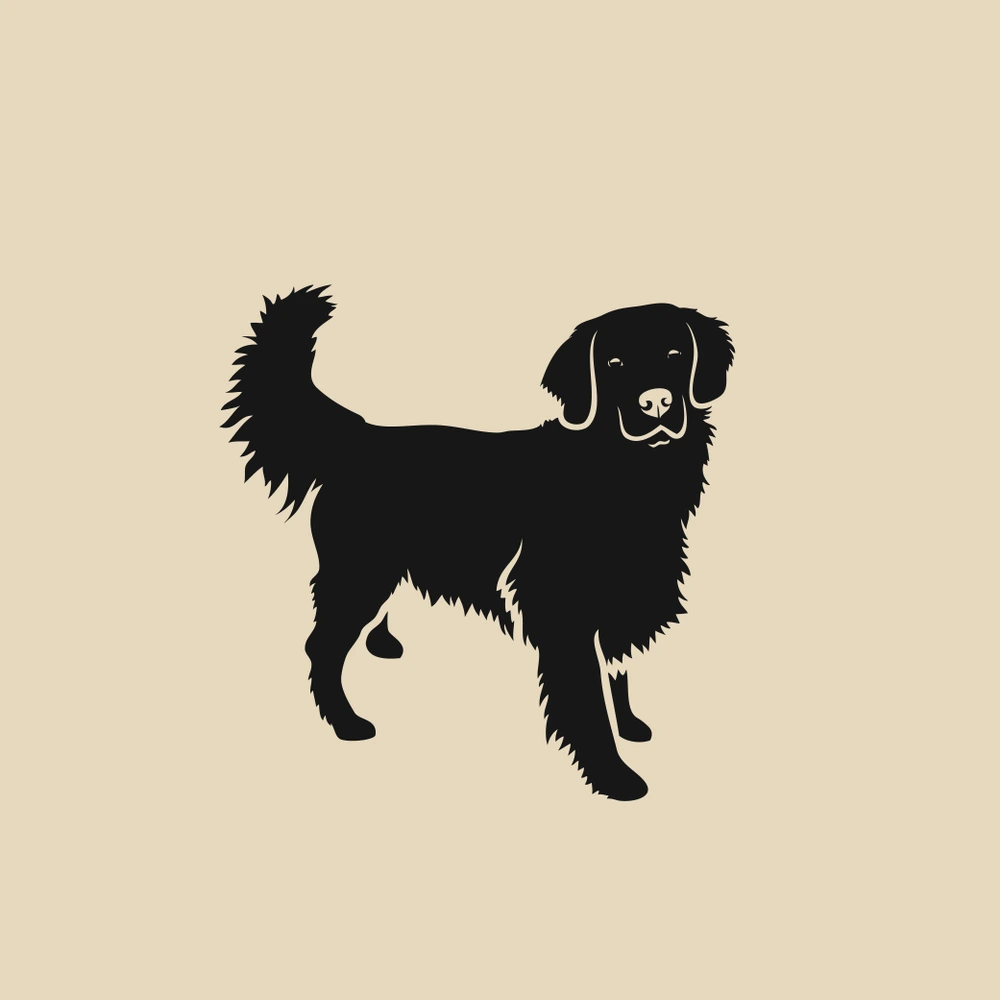 Black Golden Retriever Black Golden Retriever
