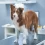 Why Choose A Border Collie Lab Mix?
