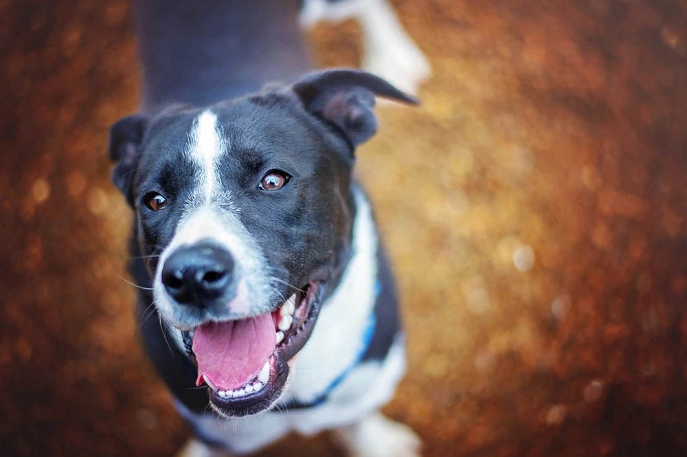 Border Collie Lab Mix Lifespan Border Collie Lab Mix Lifespan