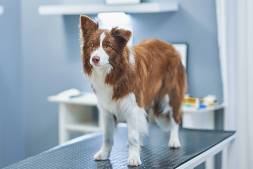 Border Collie Lab Mix