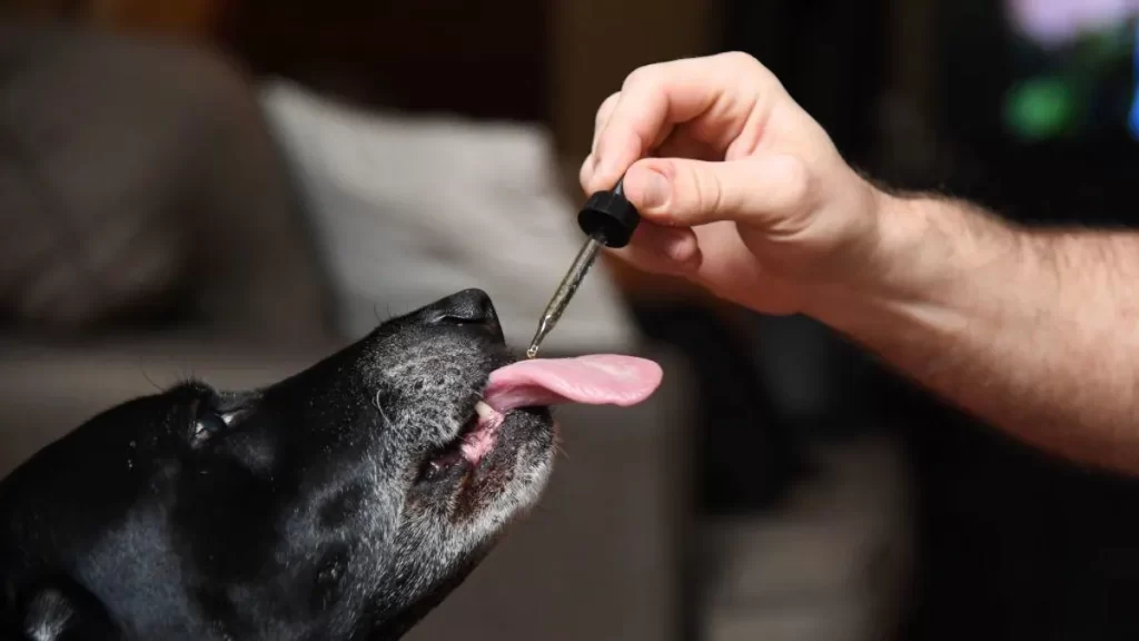 CBD to Pets in the UK CBD to Pets in the UK