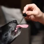 CBD to Pets in the UK