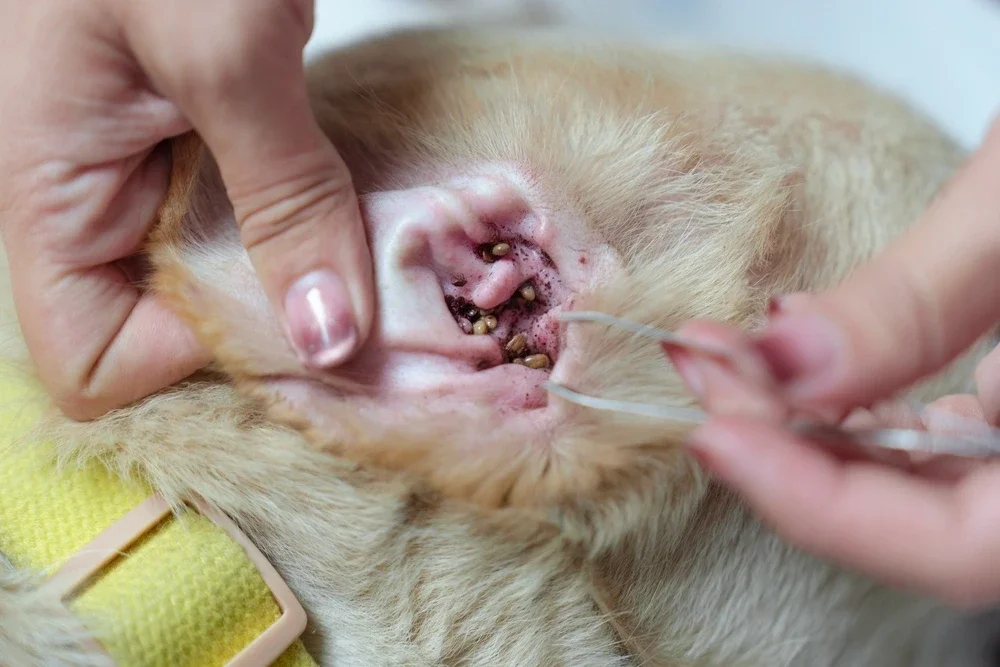 Ear Mites In Dogs