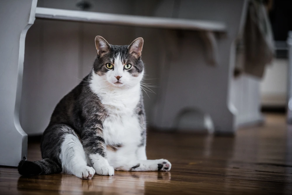 Primordial Pouch Cat Flabby Belly Primordial Pouch Cat Flabby Belly