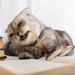 Scottish Fold Cat