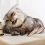 Why Is The Scottish Fold Cat So Unique And Loved?