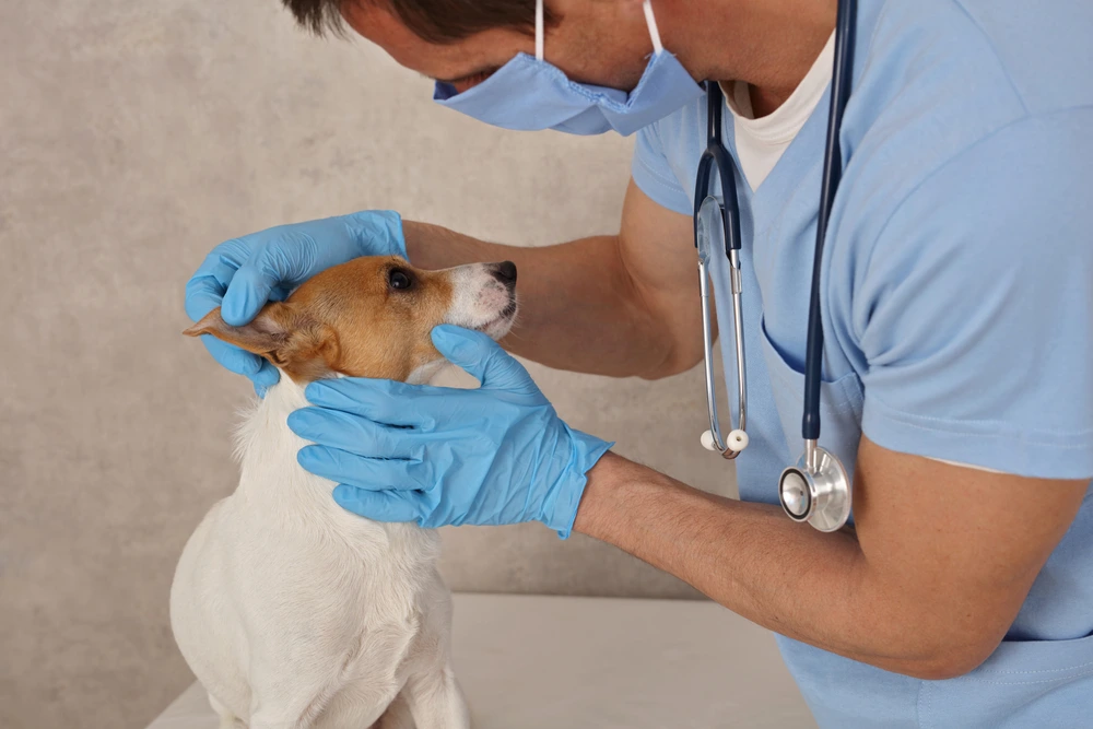 Treatment For Ear Mites In Dogs Treatment For Ear Mites In Dogs