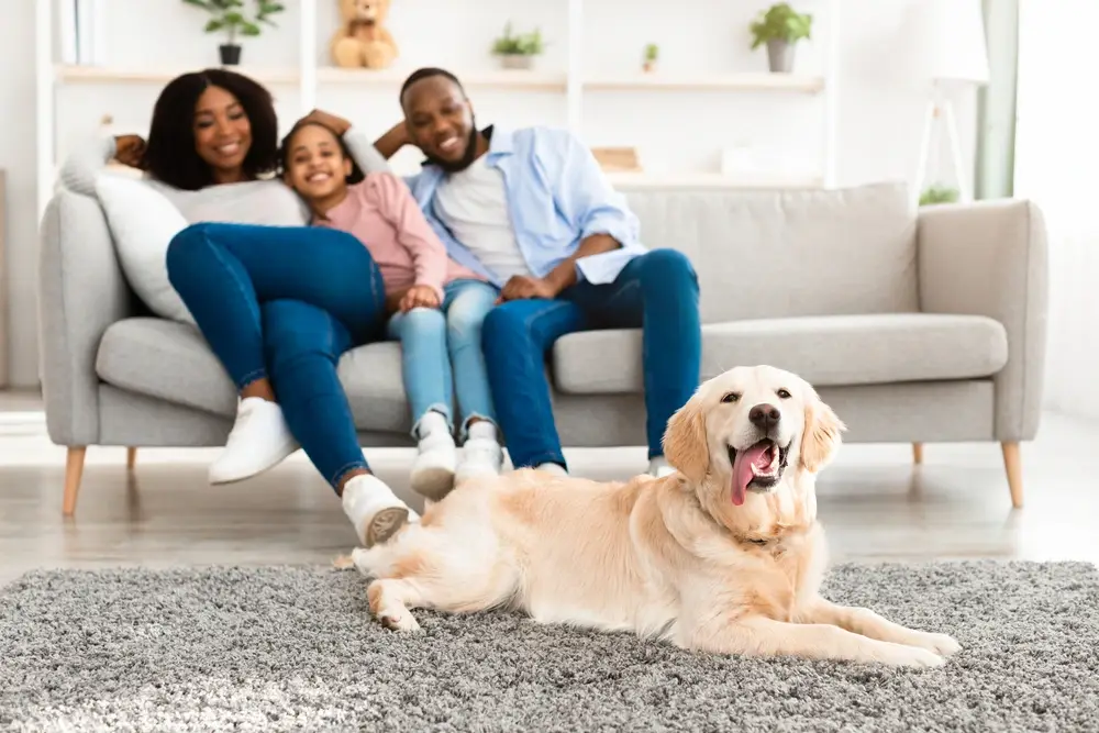 White Golden Retriever White Golden Retriever