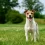 Is the Jack Russell Dog Your Perfect Pet Match?