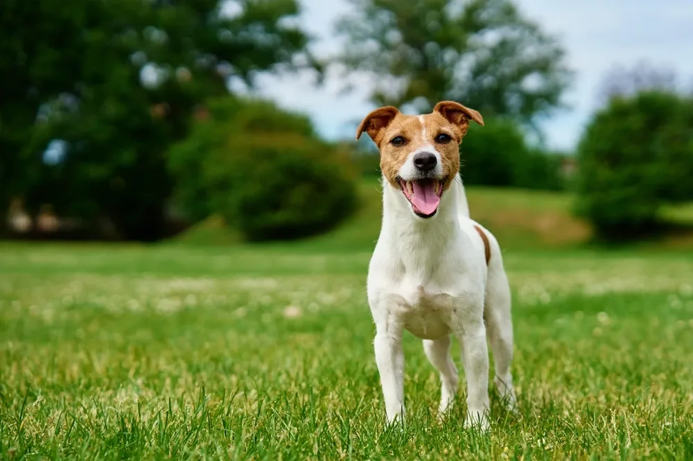 Jack Russell Dog