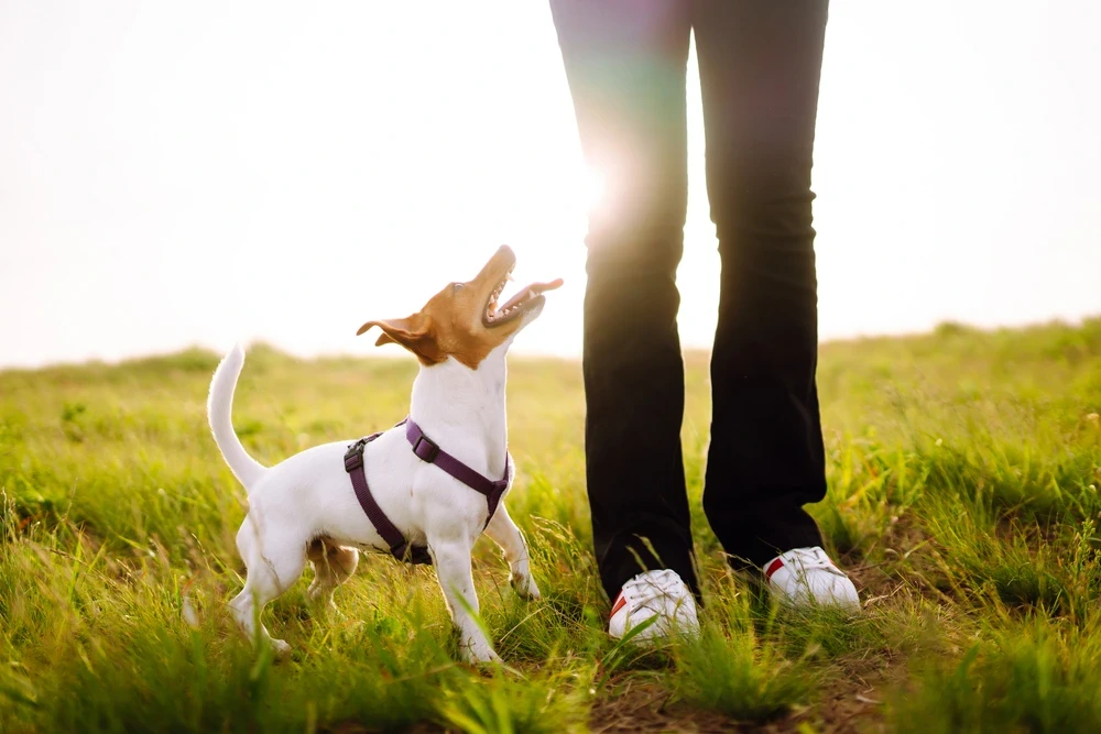 Jack Russell Terrier Temperament Jack Russell Terrier Temperament