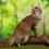 Maine Coon Cat: The Gentle Giant of Cat Breeds