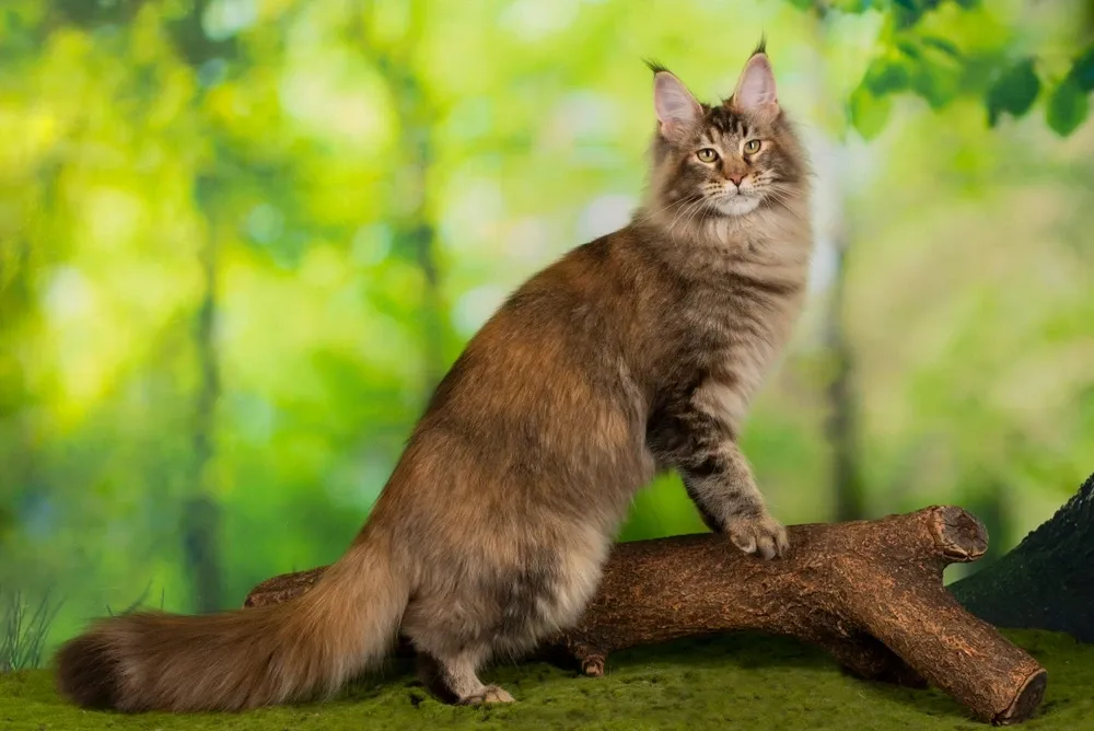 Maine Coon Cat