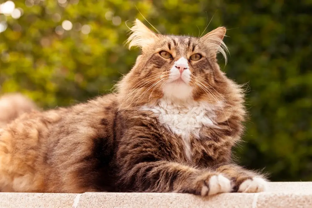 Maine Coon Characteristics