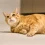 Orange Tabby Cats: Traits, Behavior & Personality