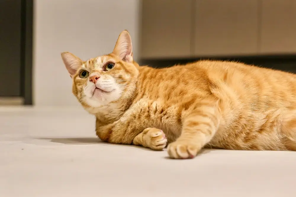 Orange Tabby Cat Orange Tabby Cat