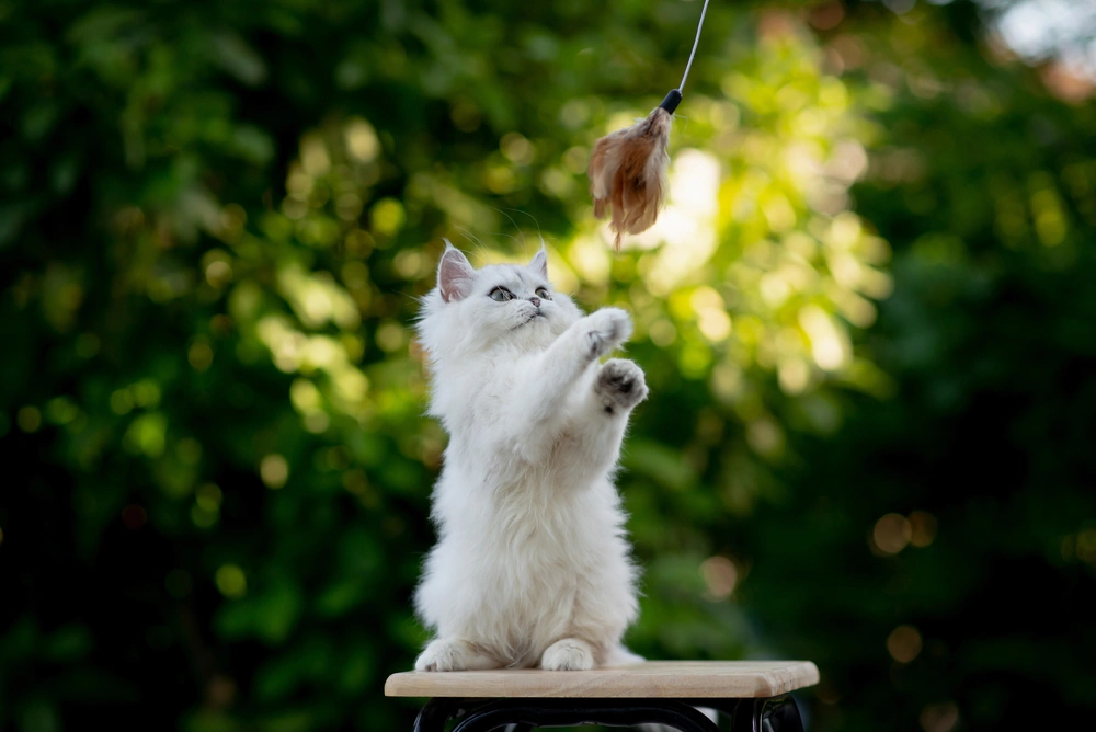 Persian Cat Lifespan