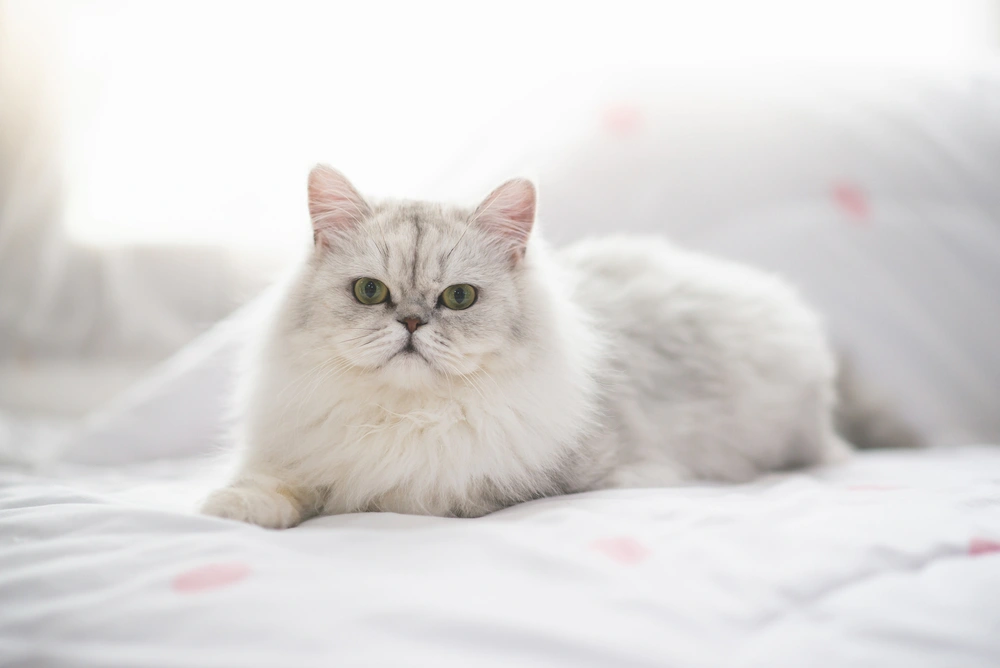 Persian Cat