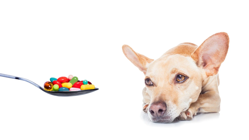 Prednisone For Dogs Side Effects