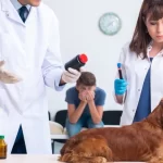 Prednisone For Dogs