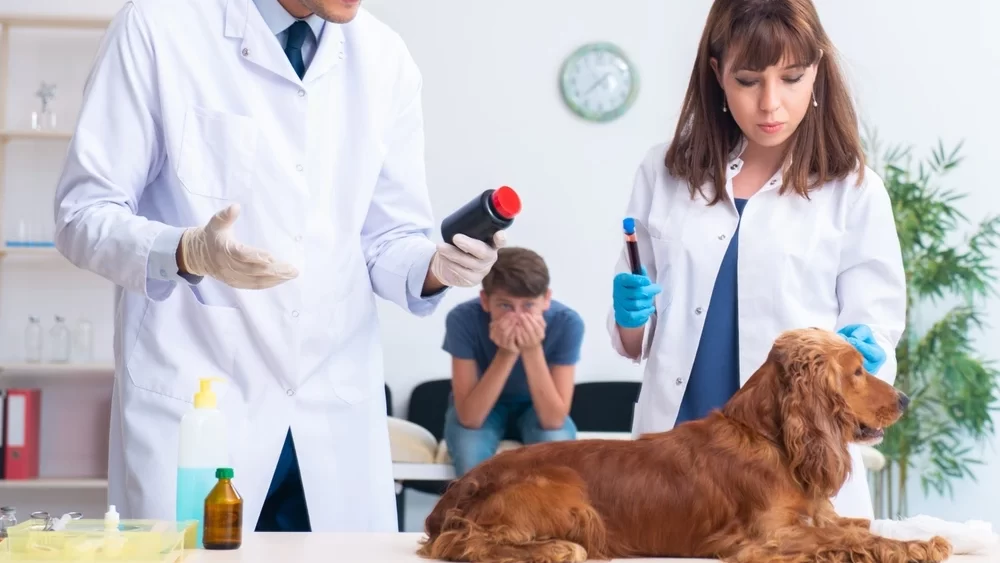 Prednisone For Dogs