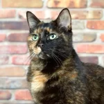 Tortoiseshell Cat