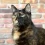 Tortoiseshell Cats: Rare Beauty or Bold Myth?