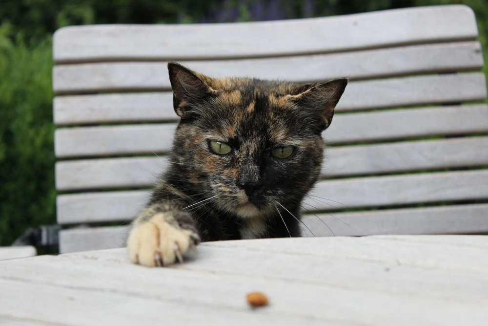 Tortoiseshell Cat Personality 