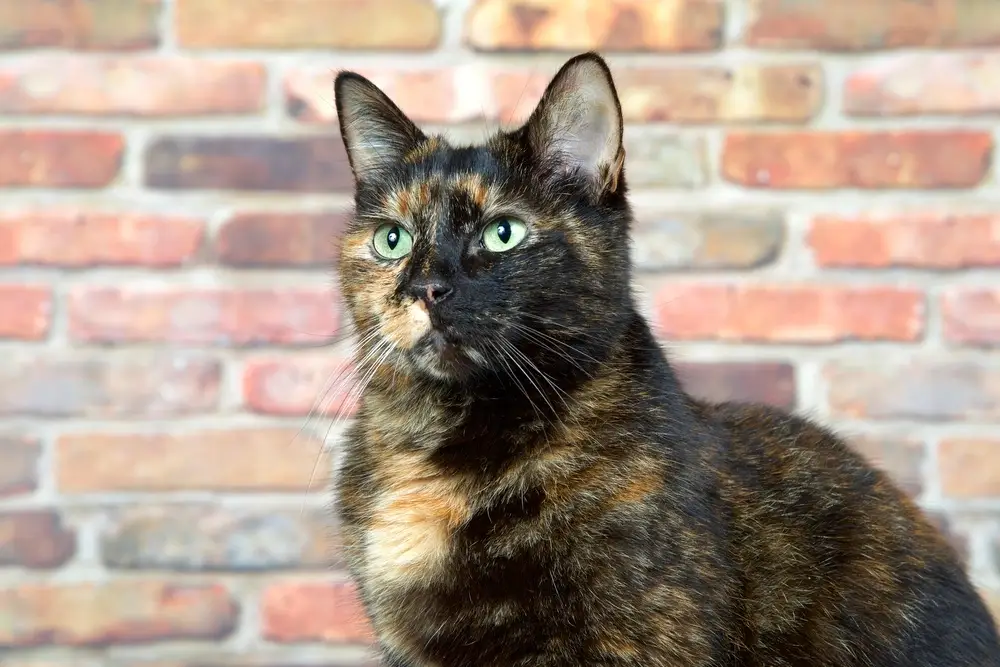 Tortoiseshell Cat