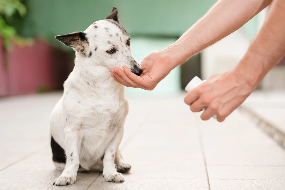 Trazodone For Dogs Reviews