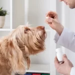 Trazodone For Dogs