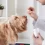 Is Trazodone For Dogs Safe And Effective?