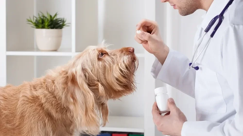 Trazodone For Dogs