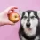 Can Dogs Eat Apples? Safe Snack or Risky Treat?