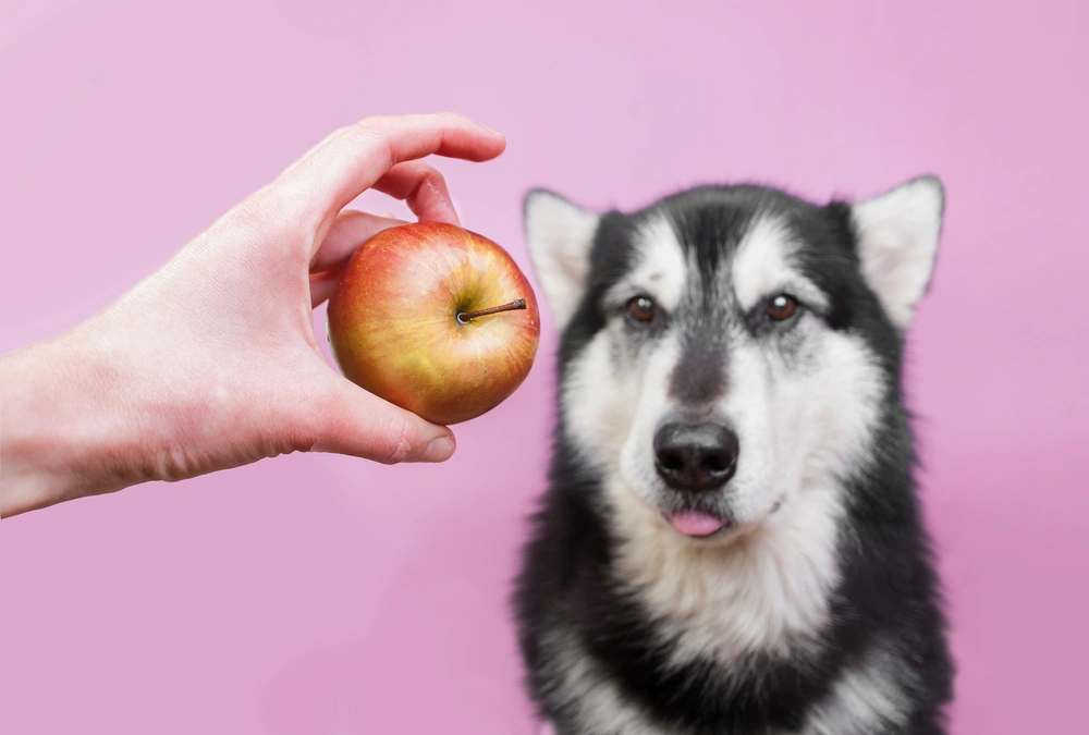 Can Dogs Eat Apples Can Dogs Eat Apples