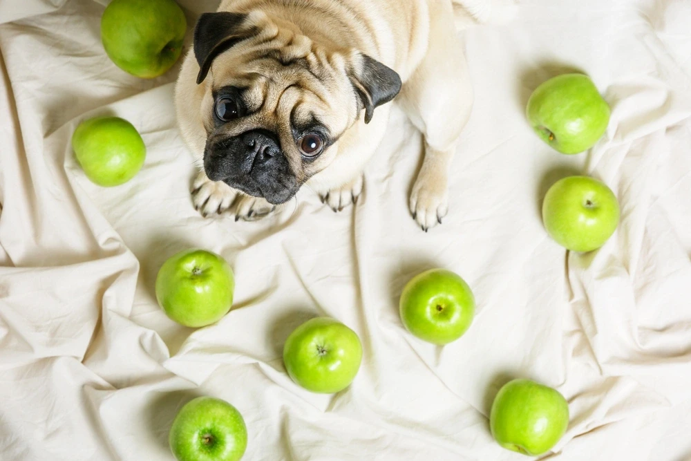 Can Dogs Eat Green Apples Can Dogs Eat Green Apples