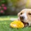 Can Dogs Eat Mango? A Complete Guide for Pet Parents