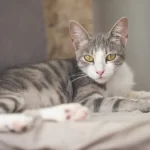 Domestic Shorthair Cat