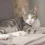 Domestic Shorthair Cat: Breed Profile & Guide