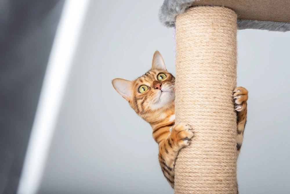 Domestic Shorthair Cat Personality Domestic Shorthair Cat Personality