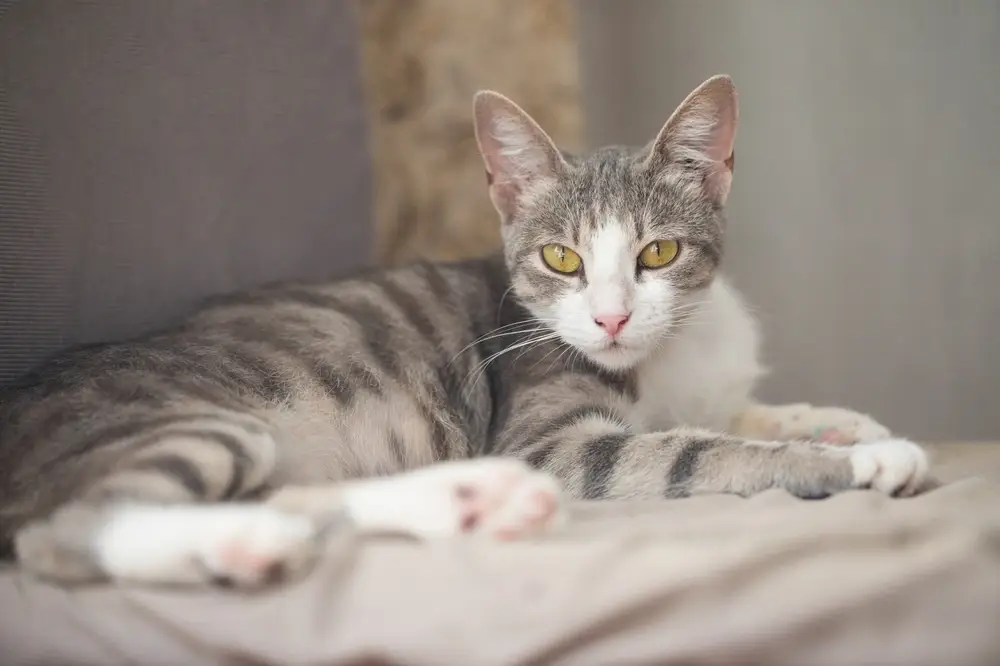 Domestic Shorthair Cat Domestic Shorthair Cat