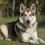 German Shepherd Husky Mix: Ultimate Breed Guide