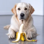 Can Dogs Have Bananas