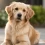 Small Golden Retriever – Traits, Size & Puppies