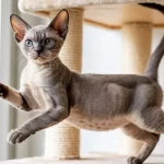 Devon Rex Cat
