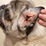 Ear Mites In Dogs