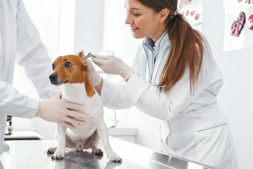 Treatment for Ear Mites In Dogs